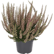 Foto van Calluna