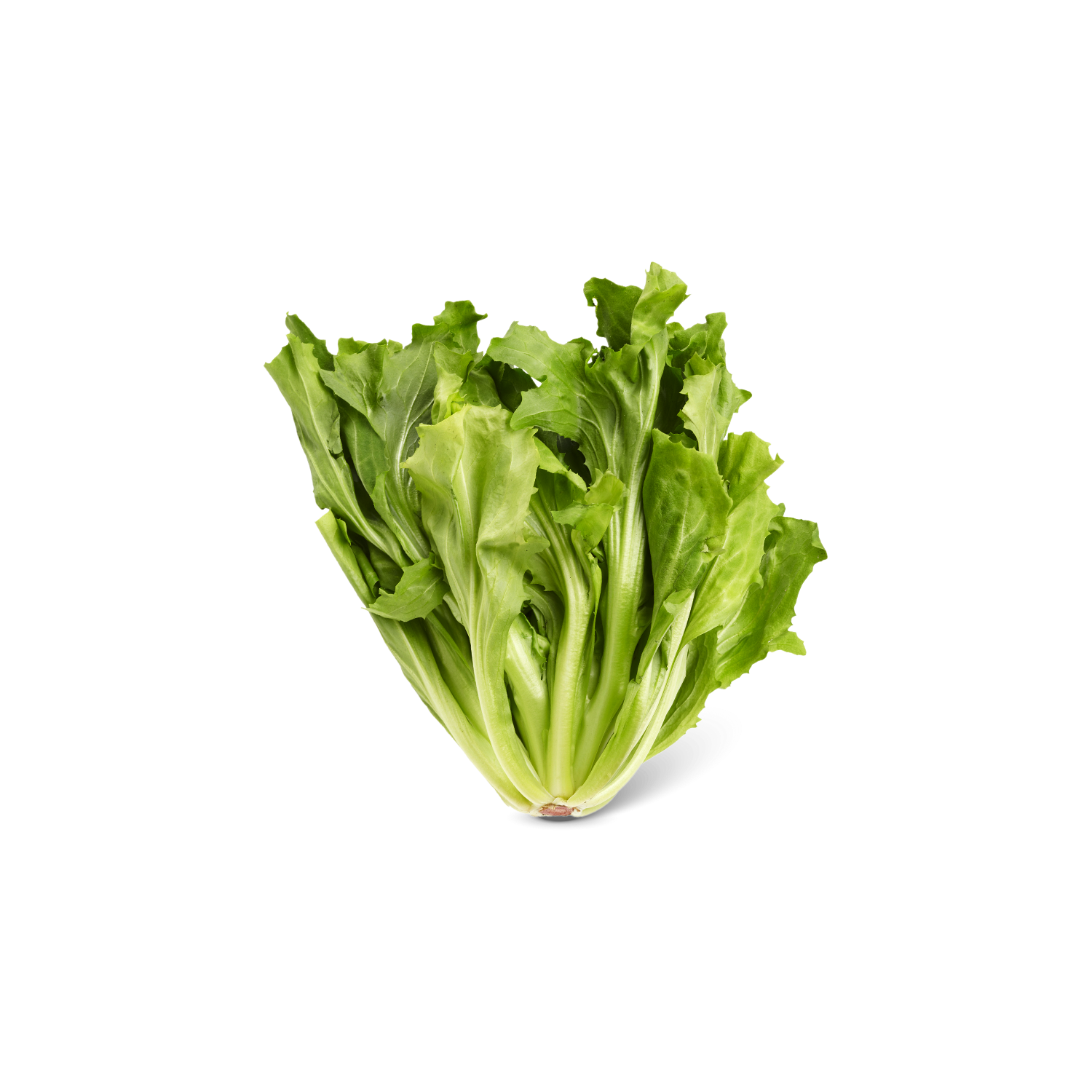 Andijvie
