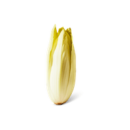 Hollandse Witlof Foto van Hollandse Witlof