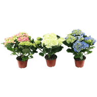 Hortensia Foto van Hortensia