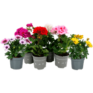 Spaanse margriet of geranium Foto van Spaanse margriet of geranium