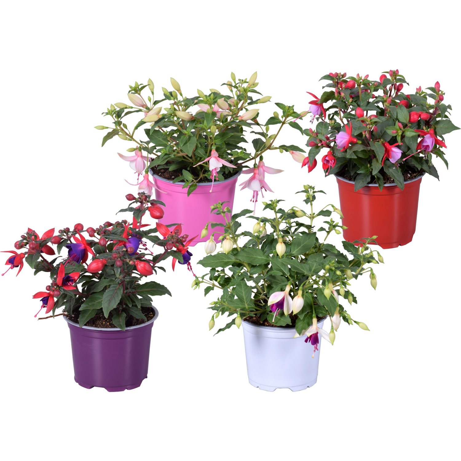 Fuchsia