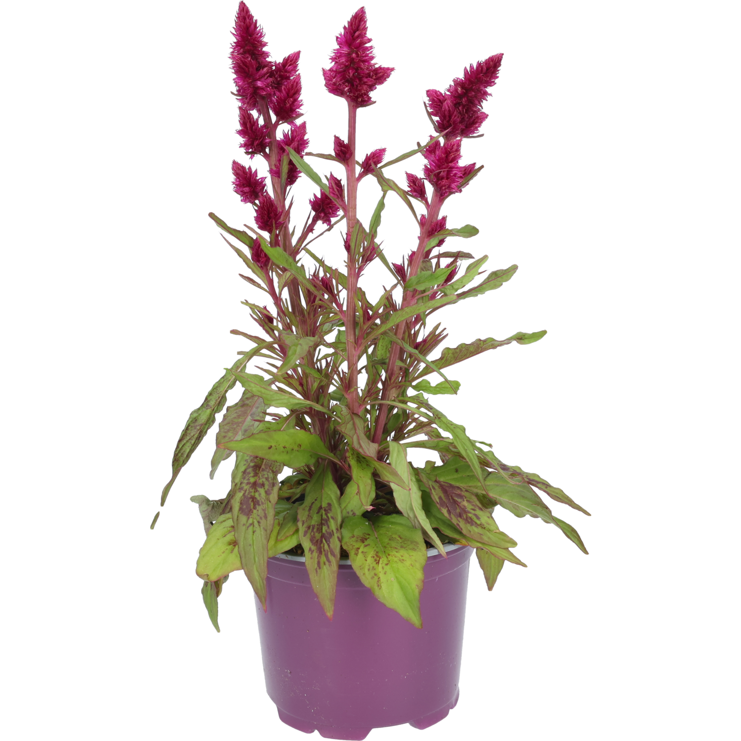 Celosia deep purple pot 12cm