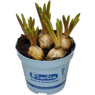 Foto van Narcis muscari mix 9cm