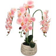 Foto van Cozy maison orchidee in pot 2 ass.