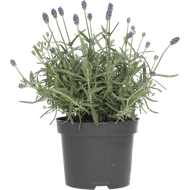 Lavendel potmaat 12cm Foto van Lavendel potmaat 12cm