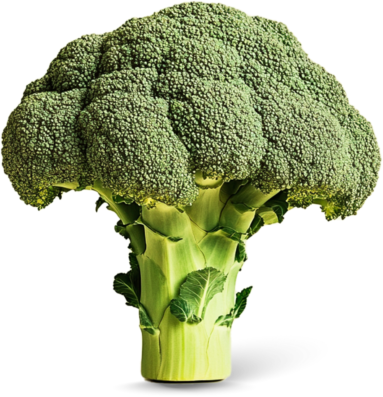 Broccoli
