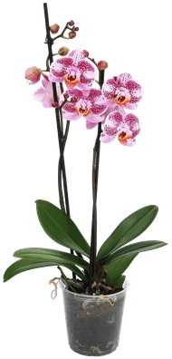 Foto van Vlinder orchidee 2 takken