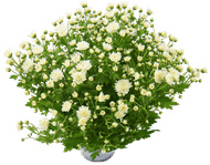 Bolchrysant potmaat 15cm/ h30cm Foto van Bolchrysant potmaat 15cm/ h30cm