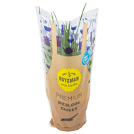 Foto van Bieslook grote pot