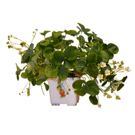 Foto van Aardbeienplant