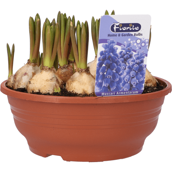 Foto van Bloembollen mix op witte achtergrond