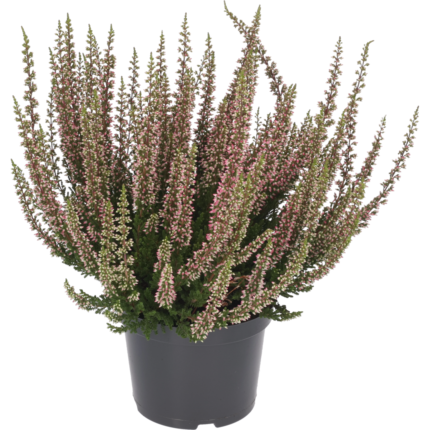 Calluna