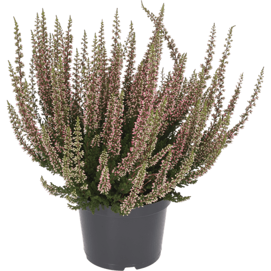 Foto van Calluna op witte achtergrond