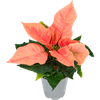 Thumbnail van variant Bloemen Kerstster