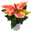 Thumbnail van variant Bloemen Kerstster