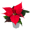 Thumbnail van variant Bloemen Kerstster