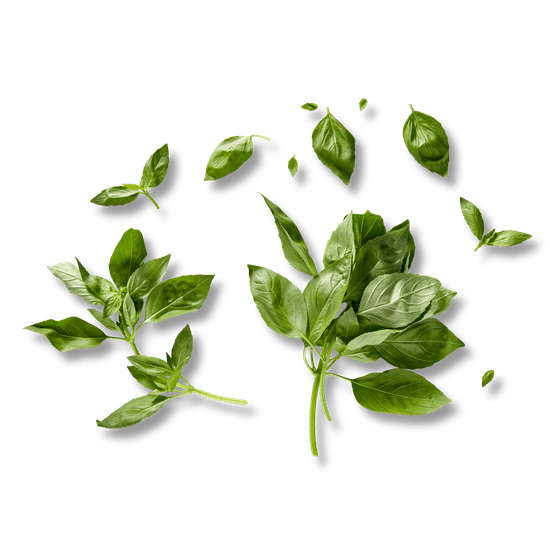 Foto van Basilicum op witte achtergrond