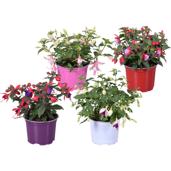 Foto van Fuchsia op witte achtergrond