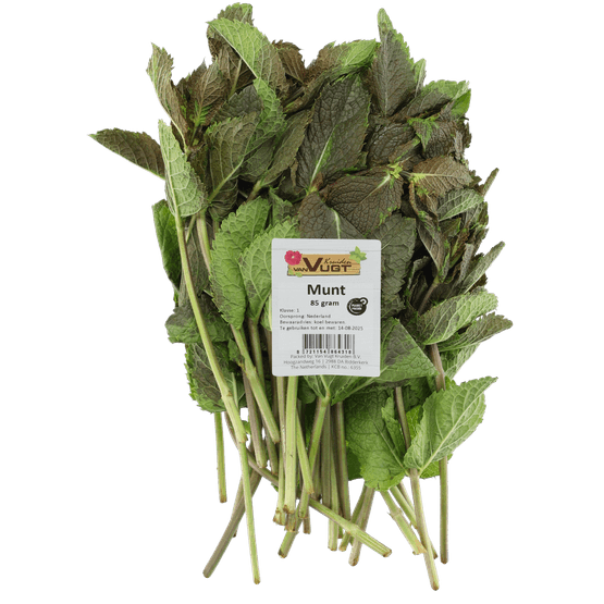 Foto van Verse munt op witte achtergrond