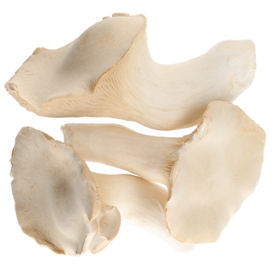 Foto van Bio koningsoesterzwam op witte achtergrond