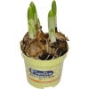 Thumbnail van variant Narcis muscari mix 9cm