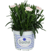 Thumbnail van variant Dianthus tuinanjer potmaat 12c