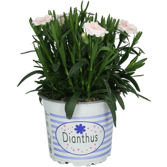 Foto van Dianthus tuinanjer potmaat 12c op witte achtergrond