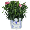 Thumbnail van variant Dianthus tuinanjer potmaat 12c