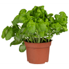 Thumbnail van variant Basilicum grote pot