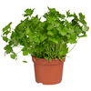 Thumbnail van variant Platte peterselie grote pot