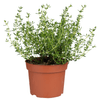 Thumbnail van variant Tijm grote pot