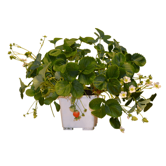 Foto van Aardbeienplant op witte achtergrond