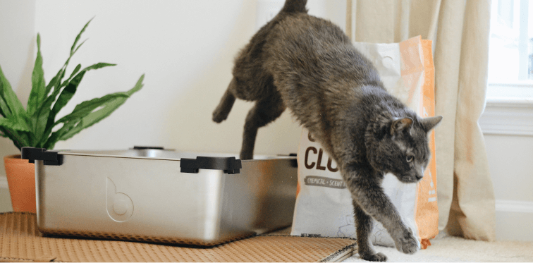 Kattenbakvulling banner