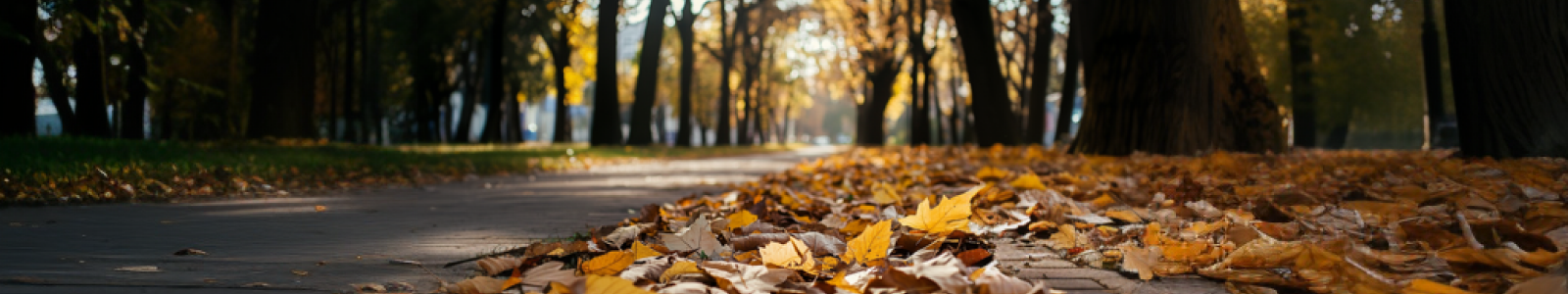 Blaadjes van de bomen