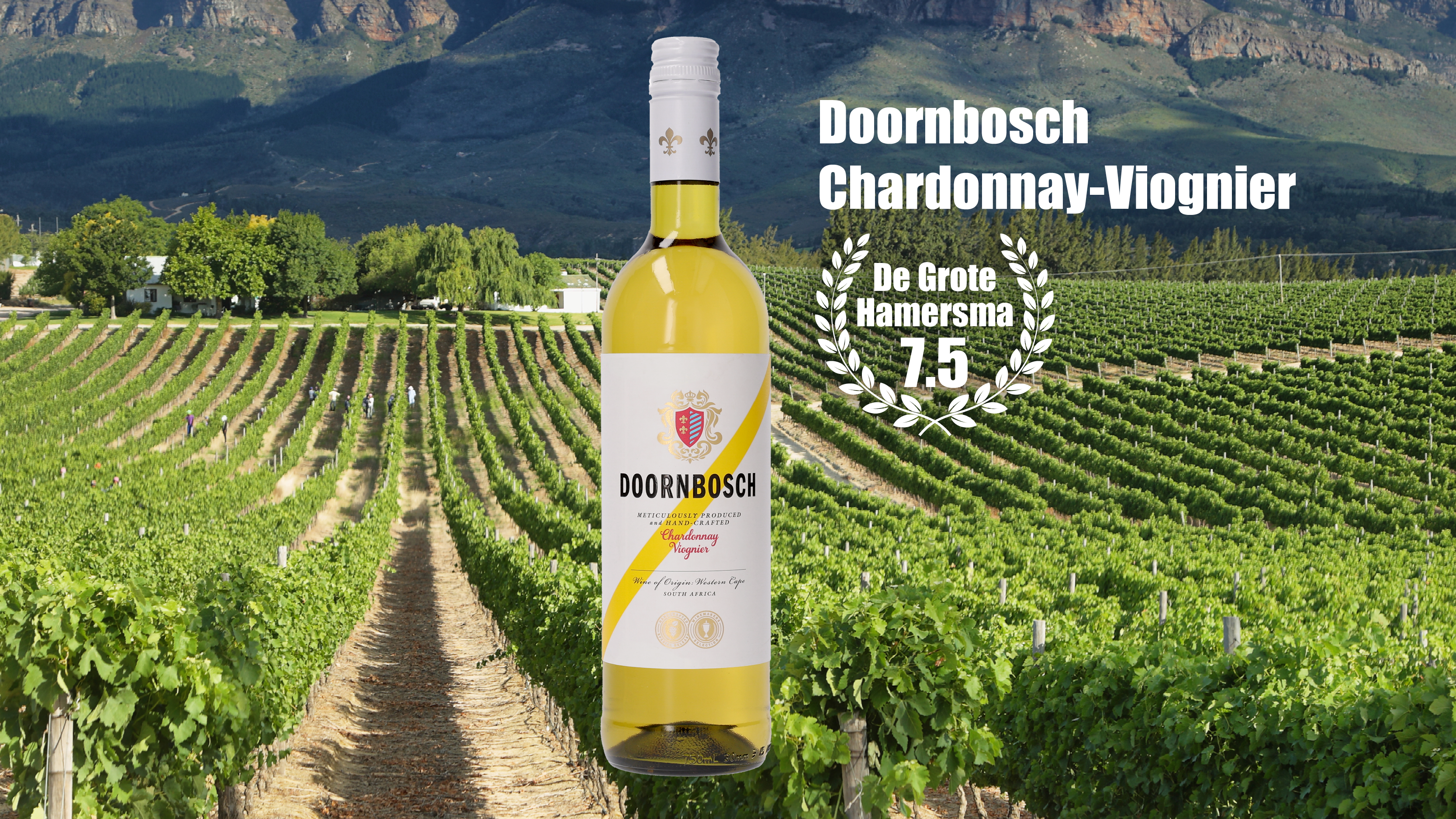 Chardonnay afbeelding