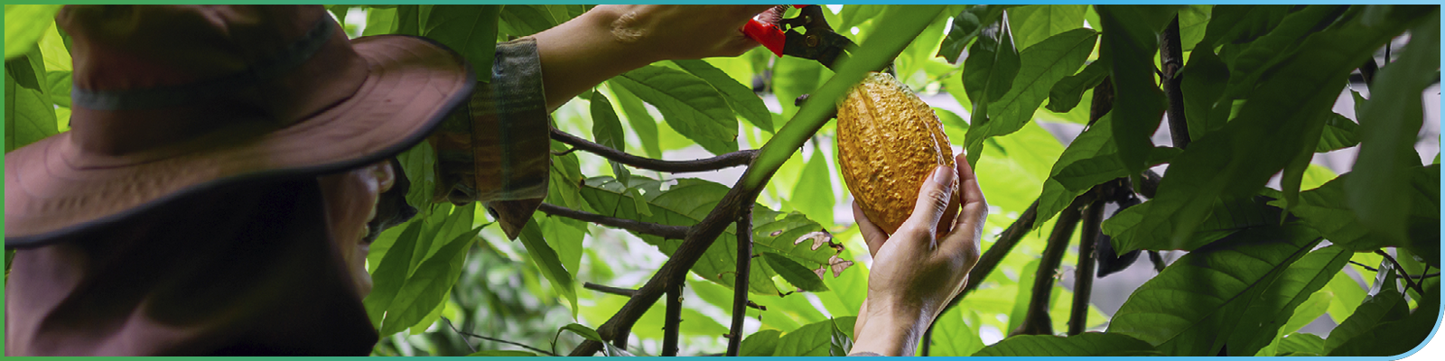 Banner cacao commitment
