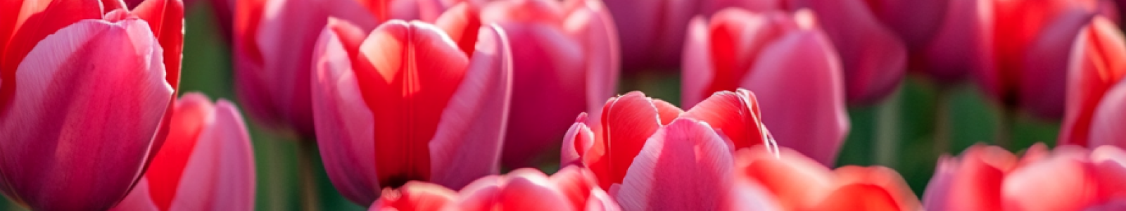 lente banner