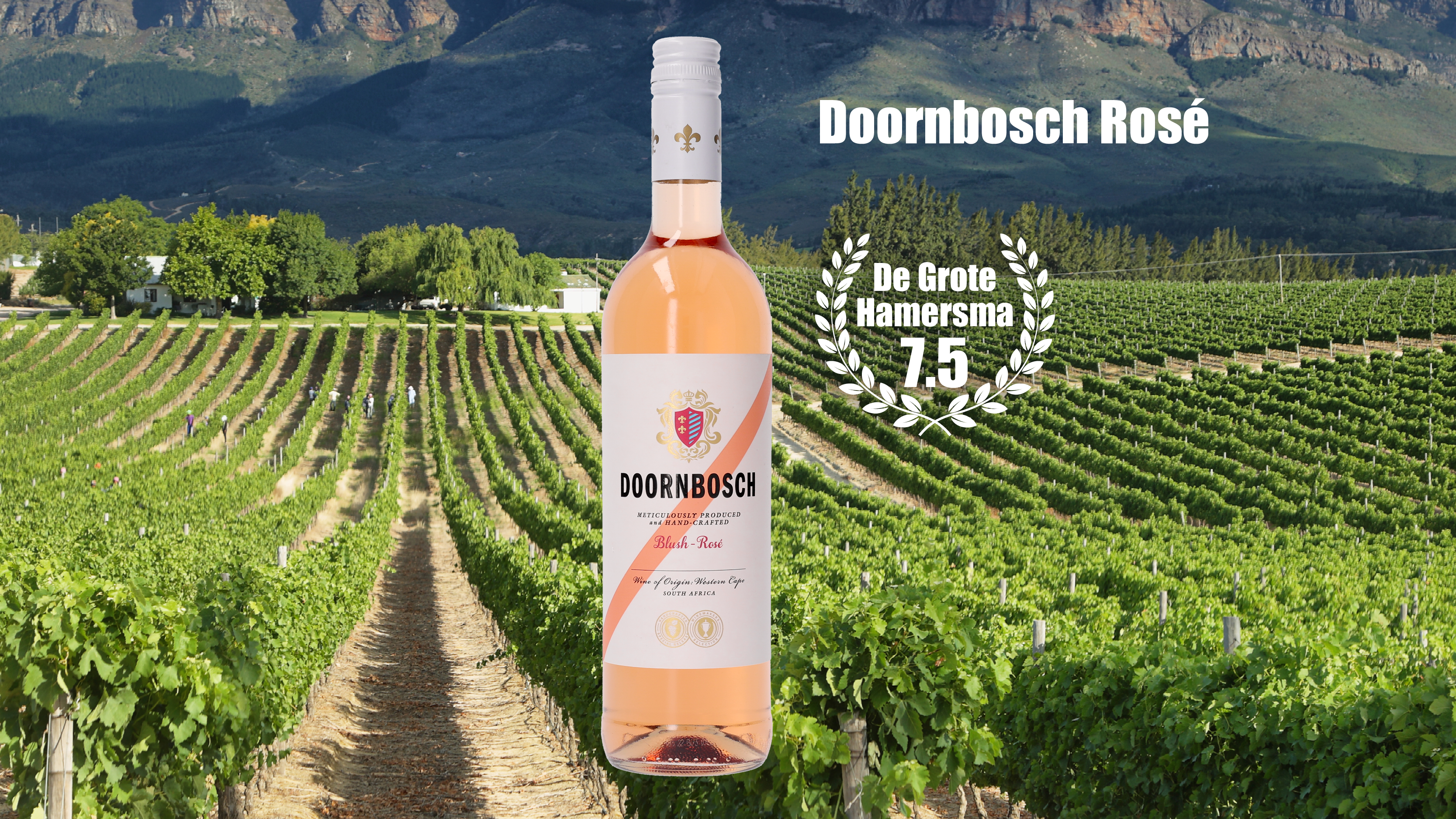 Doornbosch rose