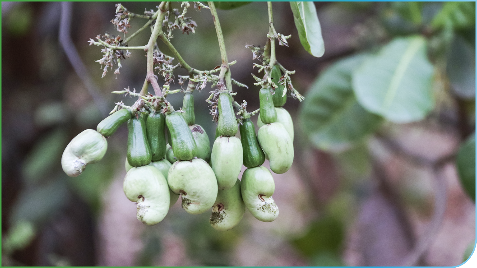 cashew basket