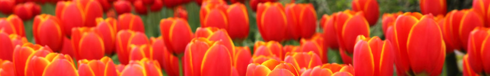 Header tulpen
