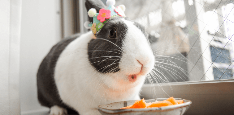 Andere huisdieren banner