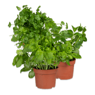 Foto van Kruidenplanten
