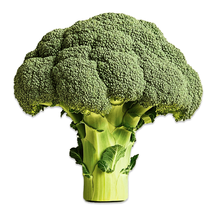 Hollandse broccoli