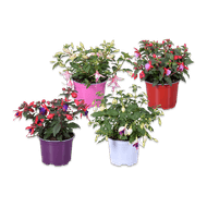 Foto van Fuchsia of celosia